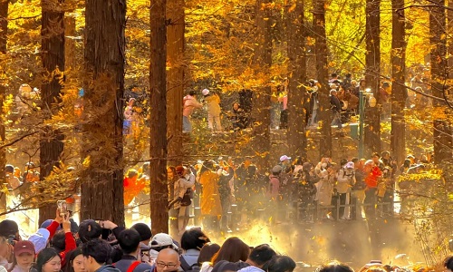 Fall-Foliage-Beijing
